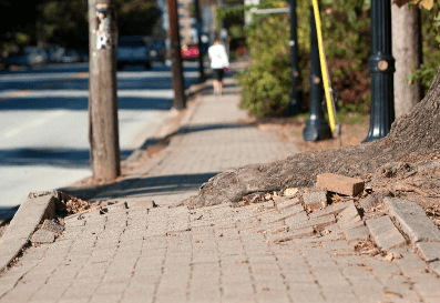 Tree Root Instrusion Image